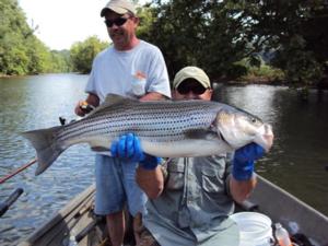 striper fishing guides